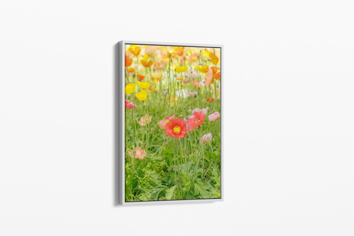 Iceland poppy print shown as a canvas in a white float frame.