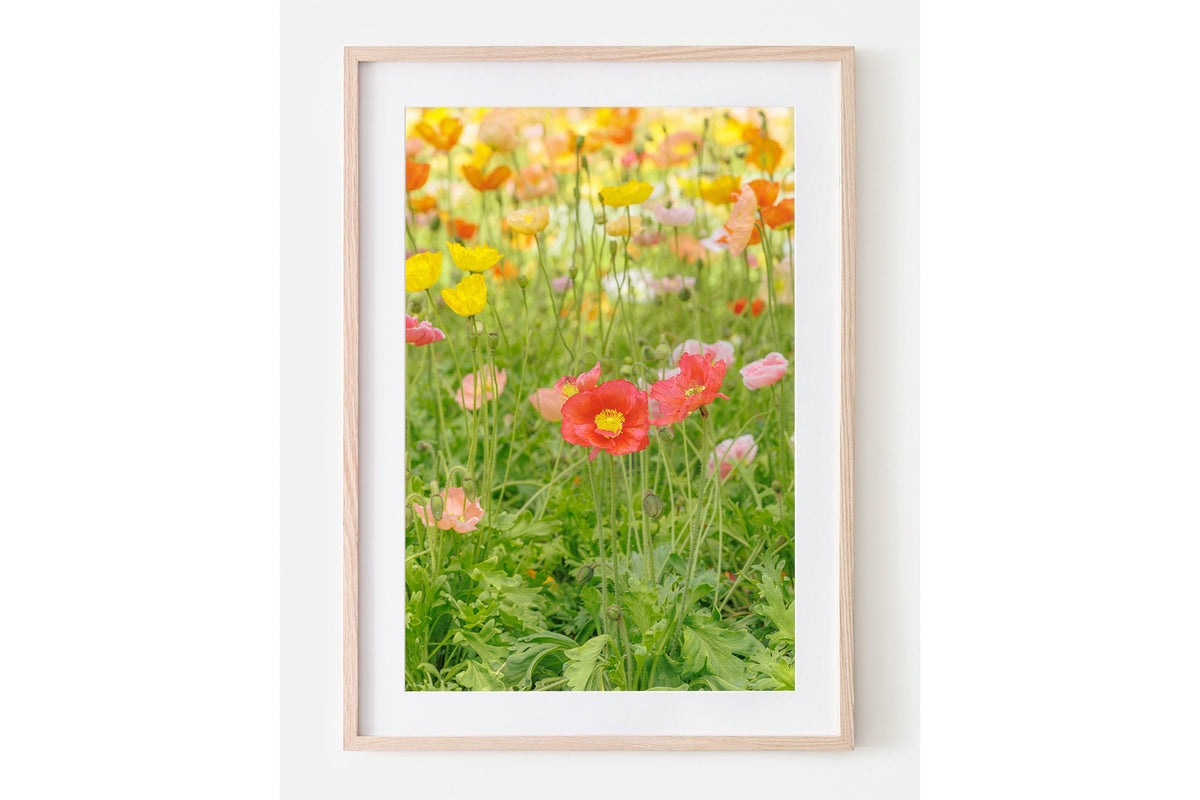 Iceland poppy print shown framed in oak with a white mat.