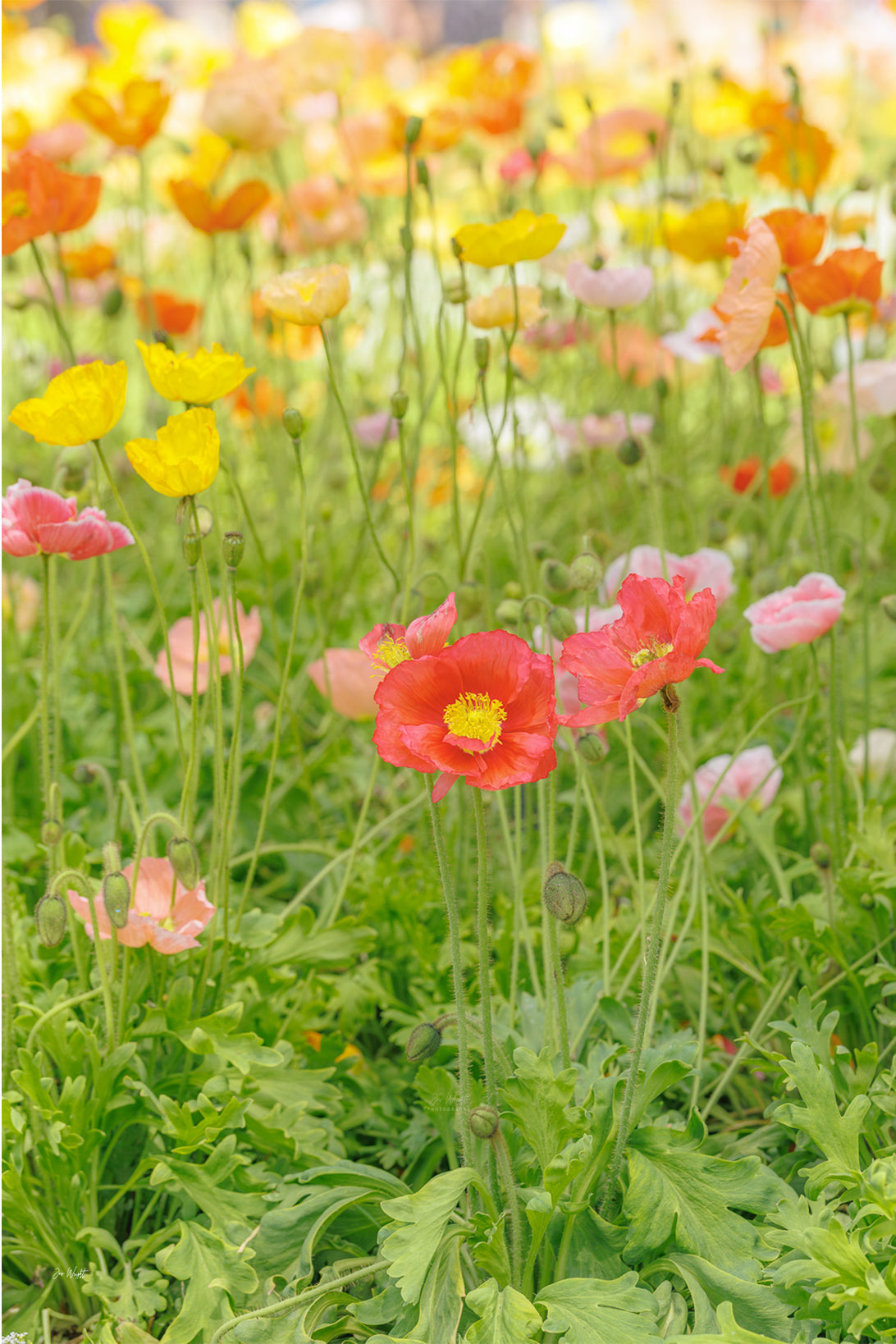 Yellow, orange, red and pink Iceland poppies rising from fresh green leaves in a bright meadow, a floral wall print.