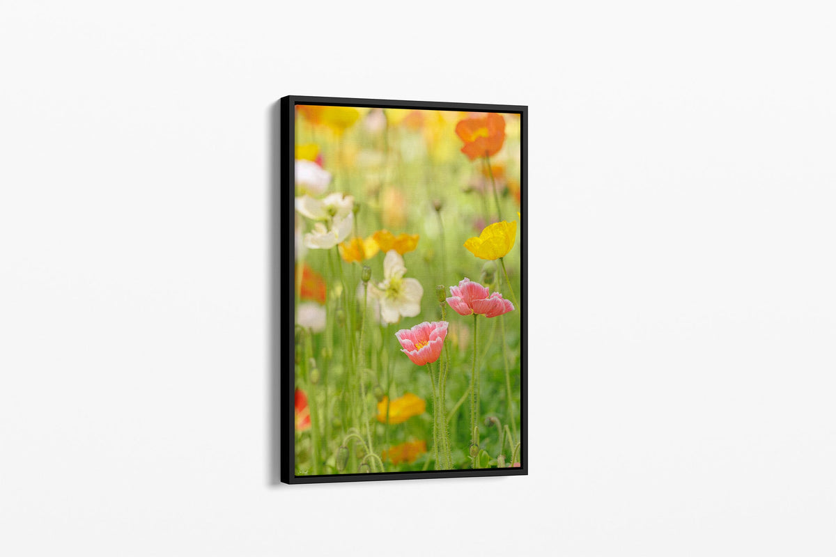 Soft poppy print shown as a canvas in a black float frame.