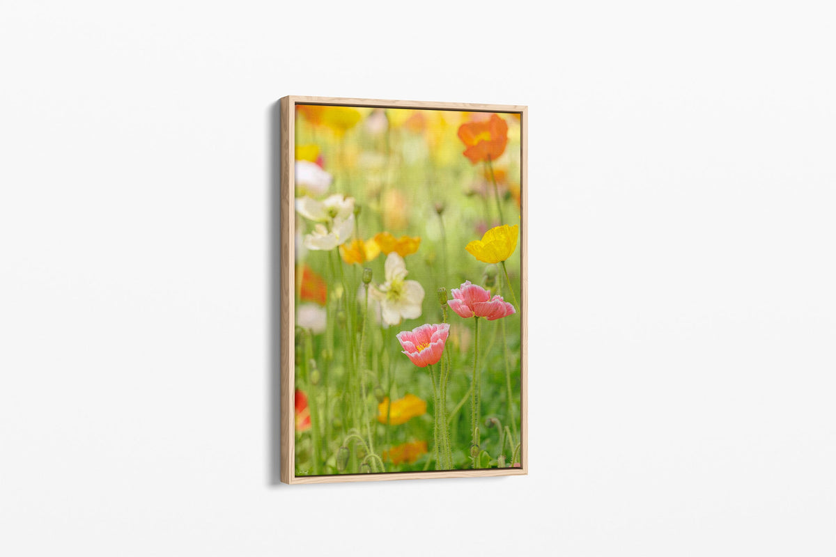 Soft poppy print shown as a canvas in an oak float frame.