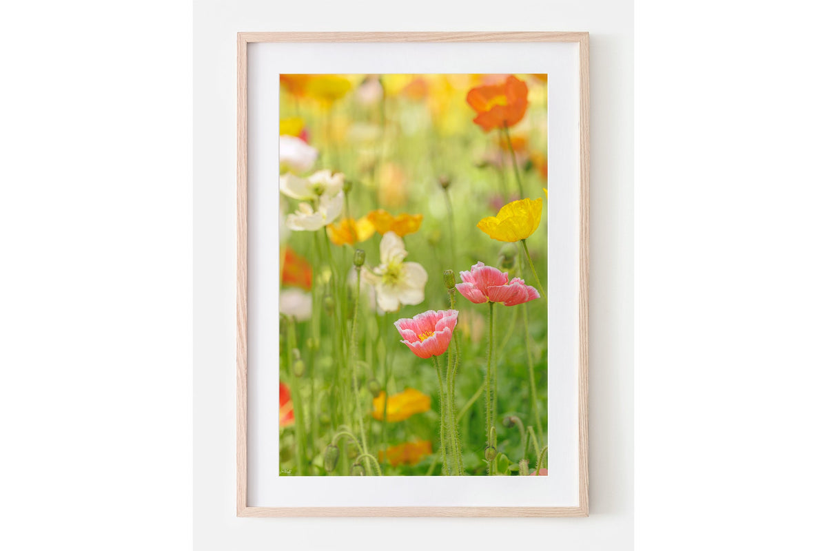 Soft poppy print shown framed in oak with a white mat.