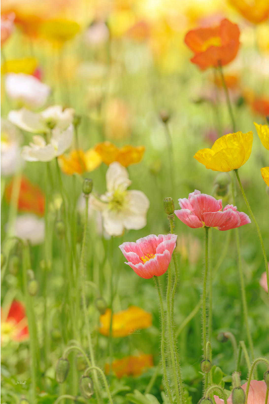 A pink white-edged poppy in front of cream, yellow and orange blooms in soft glowing light, a floral wall print.