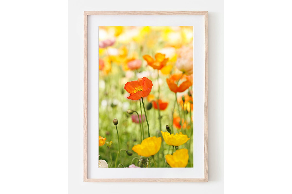 Orange poppy print shown framed in oak with a white mat.