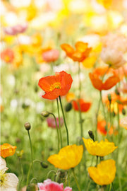 A sharp orange-red poppy standing above blurred yellow, cream and orange poppies in warm light, a floral wall print.