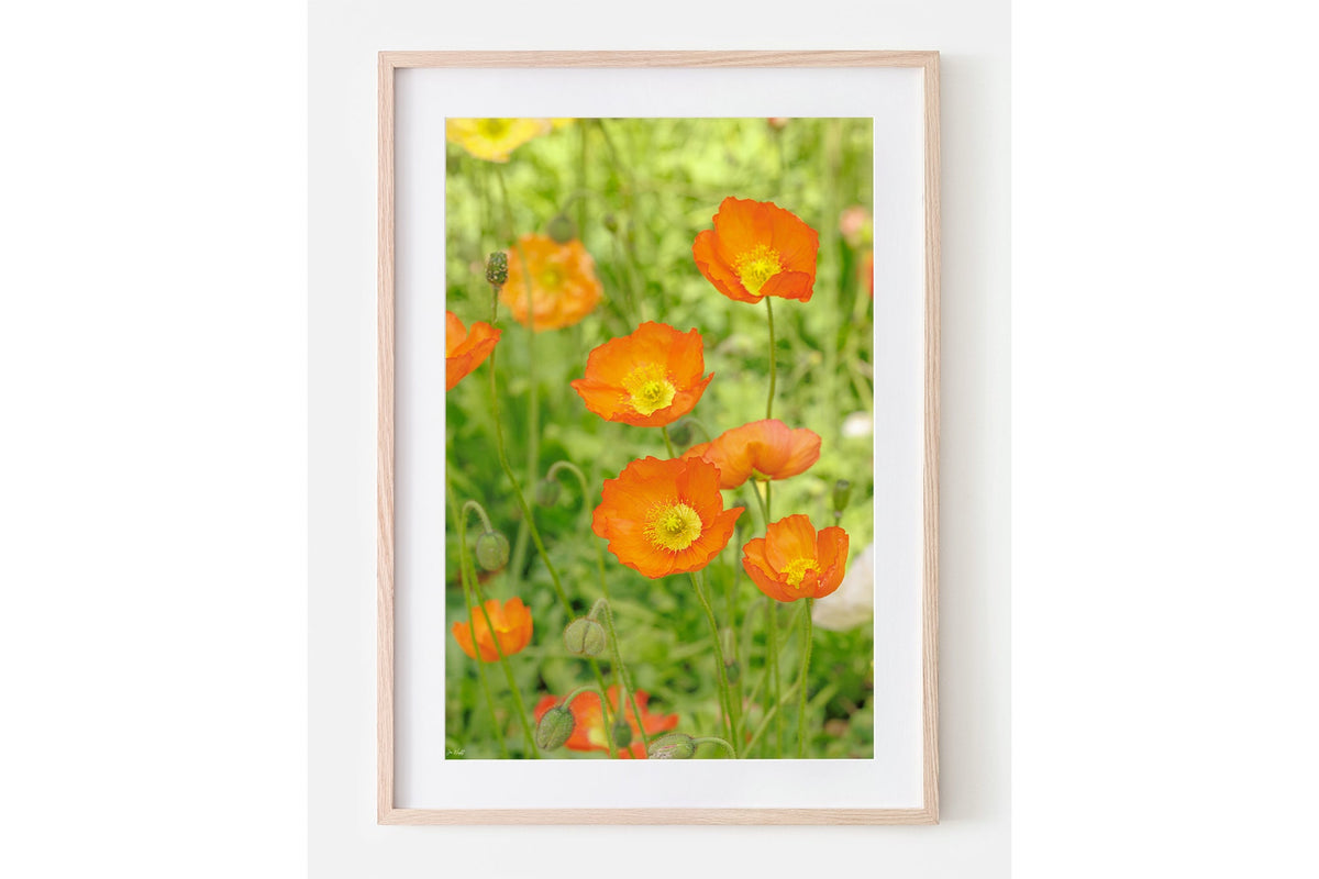 Orange poppy patch print shown framed in oak with a white mat.