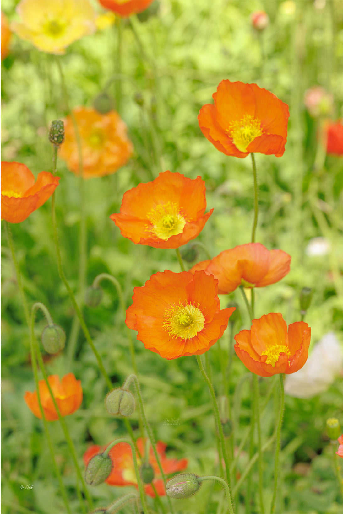 A cluster of orange poppies with yellow centres open to the light among fresh bright green foliage, a floral wall print.