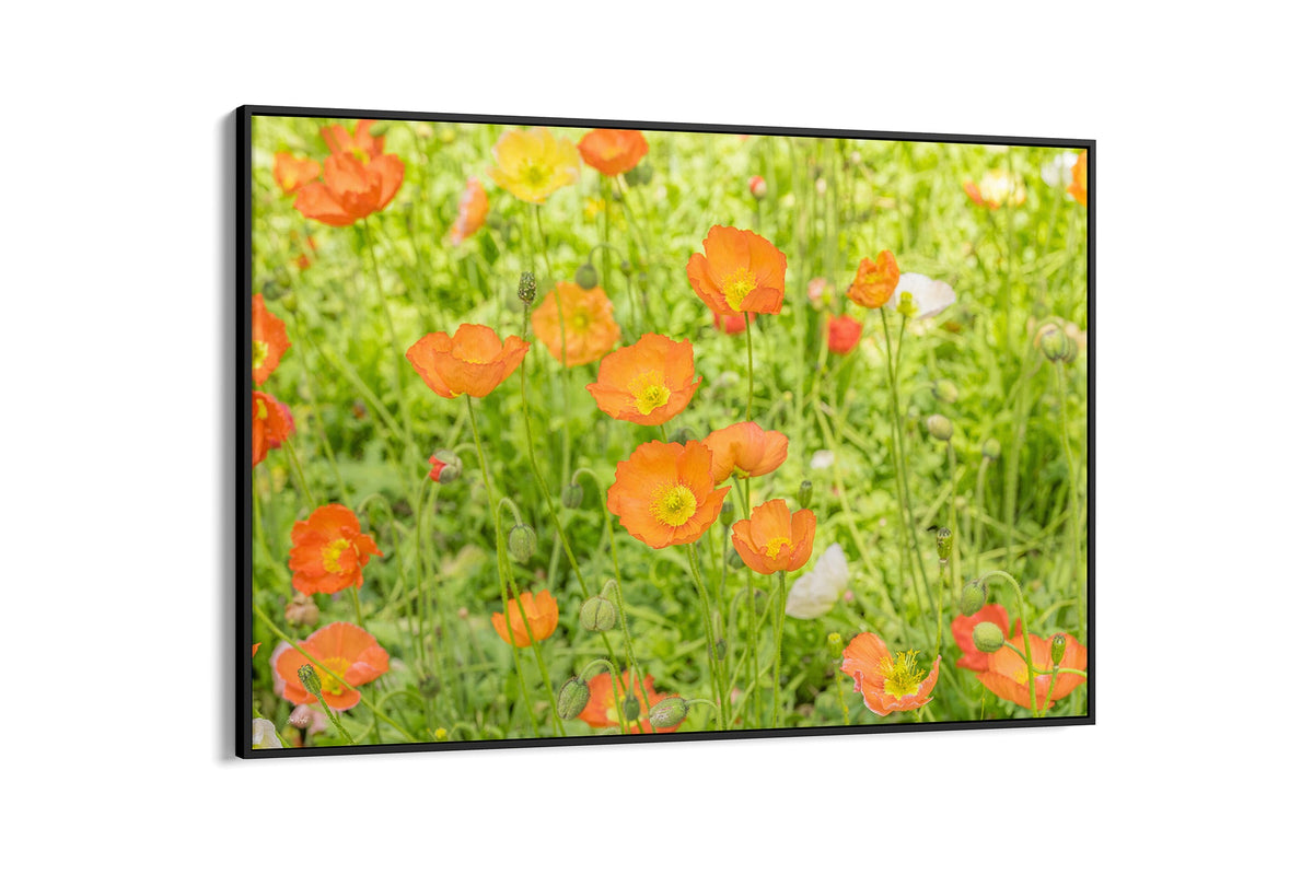 Orange poppy meadow print shown as a canvas in a black float frame.