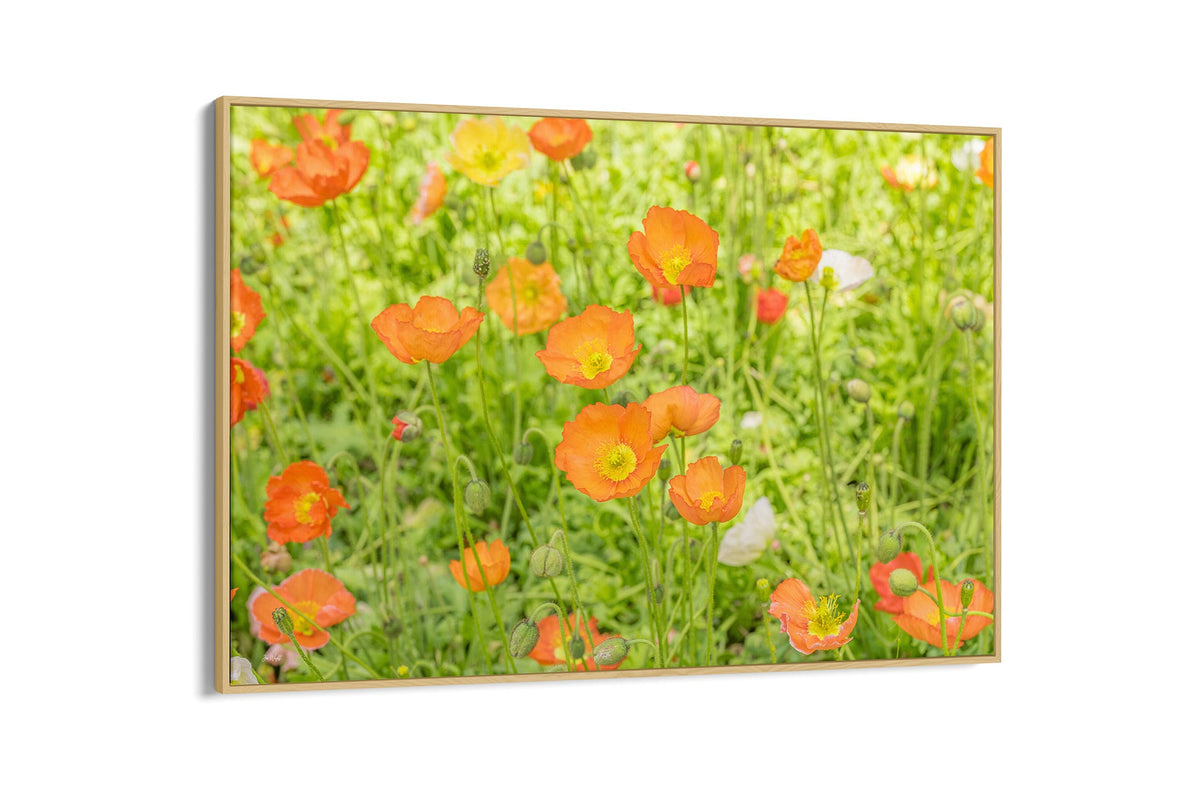 Orange poppy meadow print shown as a canvas in an oak float frame.