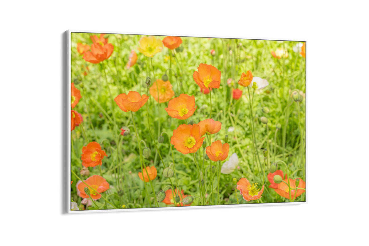 Orange poppy meadow print shown as a canvas in a white float frame.