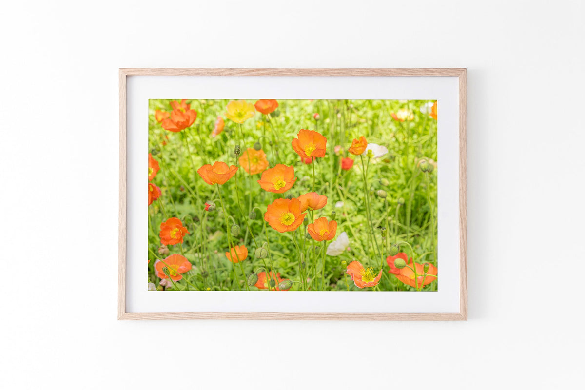 Orange poppy meadow print shown framed in oak.