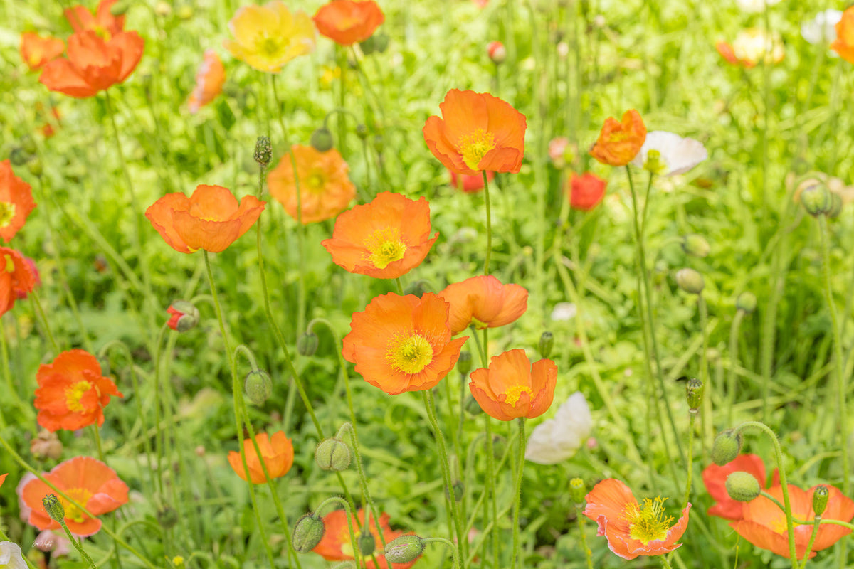 Orange poppies with yellow centres rising from fresh green grass in a bright meadow, a floral wall print.
