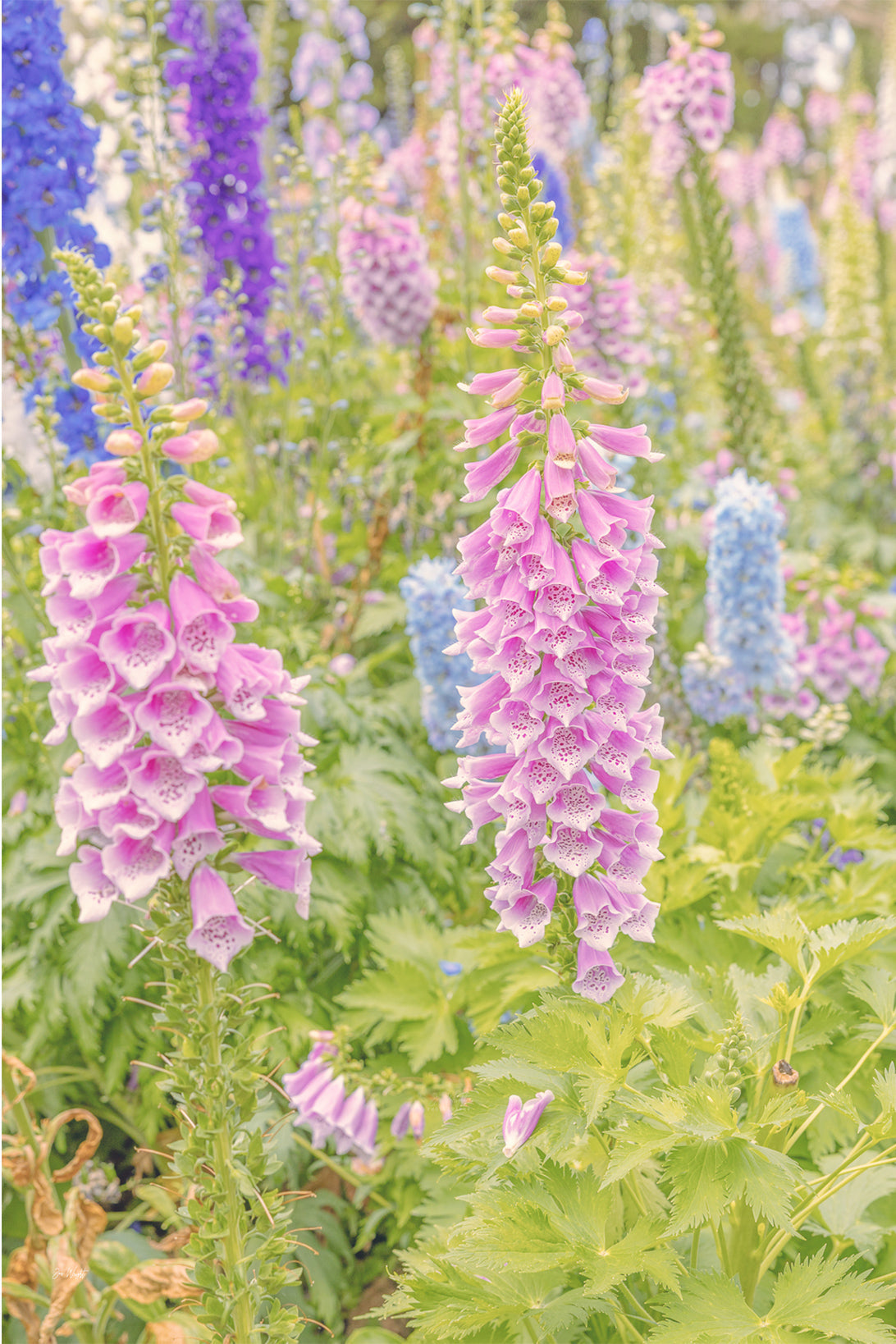 Two pink foxglove spires with spotted bells in front of blue delphiniums in a soft pastel garden, a floral wall print.