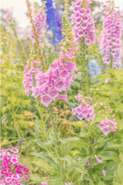 A sunlit pink foxglove spire with blue delphinium behind and magenta pinks at lower left, a floral wall print.
