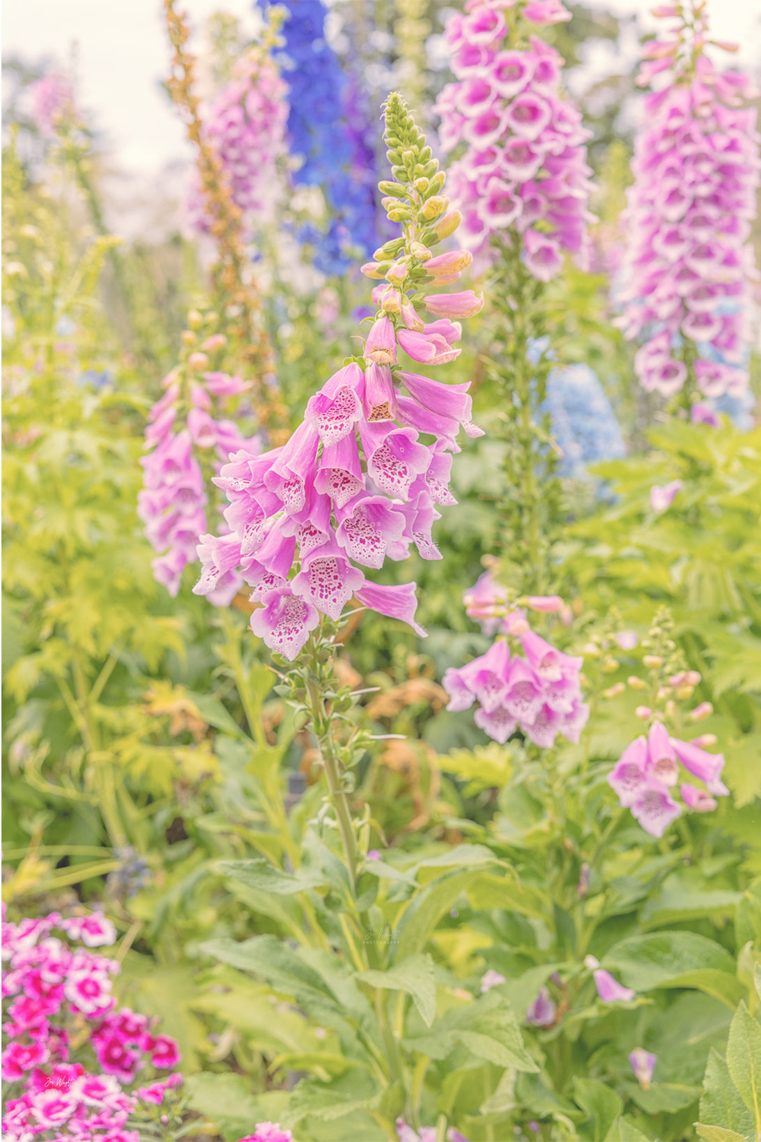 A sunlit pink foxglove spire with blue delphinium behind and magenta pinks at lower left, a floral wall print.