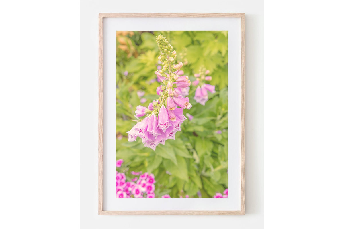 Foxglove bells print shown framed in oak with a white mat.