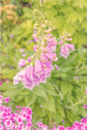 Pink spotted foxglove bells hanging from one stem against soft green, magenta pinks along the bottom, a floral wall print.
