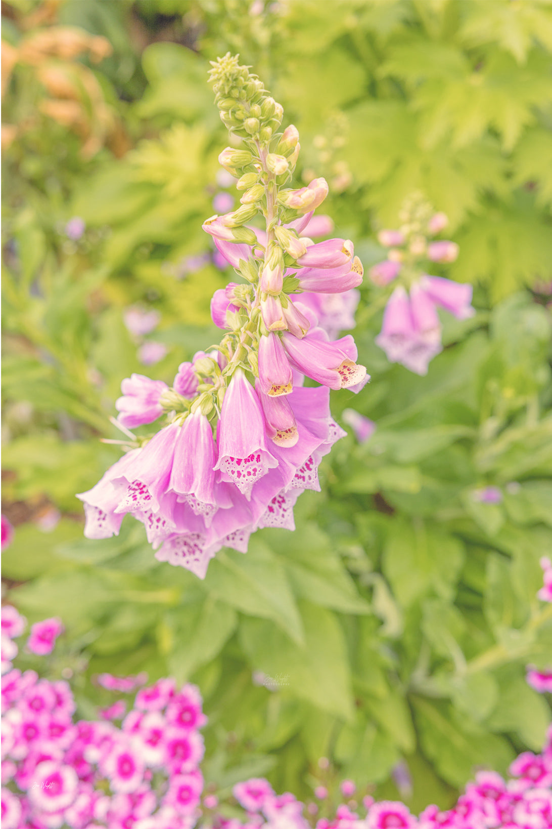 Pink spotted foxglove bells hanging from one stem against soft green, magenta pinks along the bottom, a floral wall print.