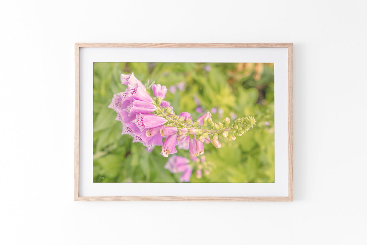 Arching foxglove print shown framed in oak.