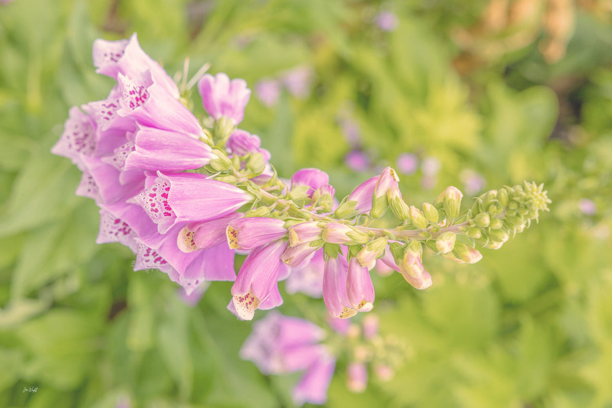 A pink foxglove spire with spotted bells arcing across the frame against soft green leaves, a floral wall print.
