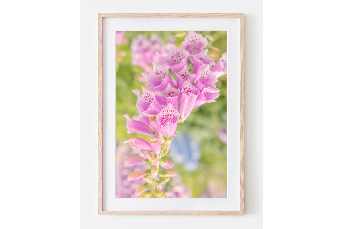 Spotted foxglove print shown framed in oak with a white mat.