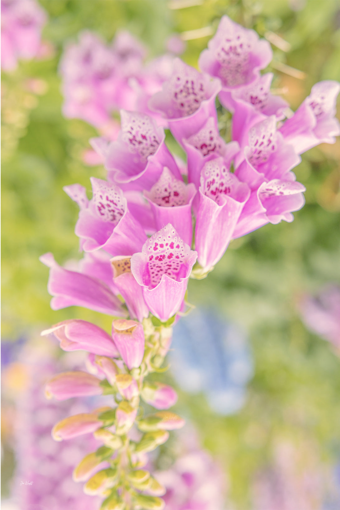 Macro of pink foxglove bells with deep magenta spots against a soft green and blue blur, a floral wall print.