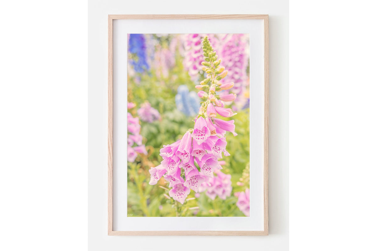 Cascading foxglove print shown framed in oak with a white mat.