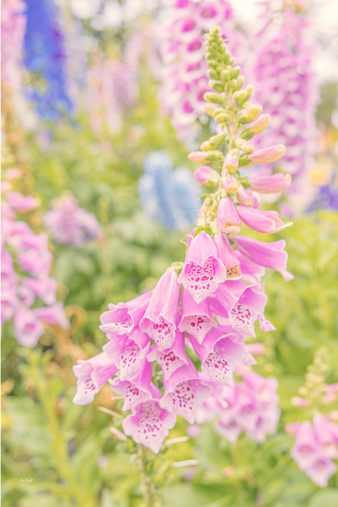 A pink foxglove spire with spotted bells cascading down the stem, blurred blue delphinium behind, a floral wall print.