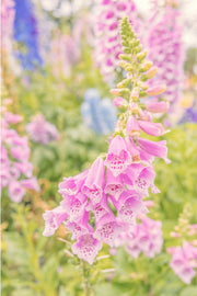 A pink foxglove spire with spotted bells cascading down the stem, blurred blue delphinium behind, a floral wall print.