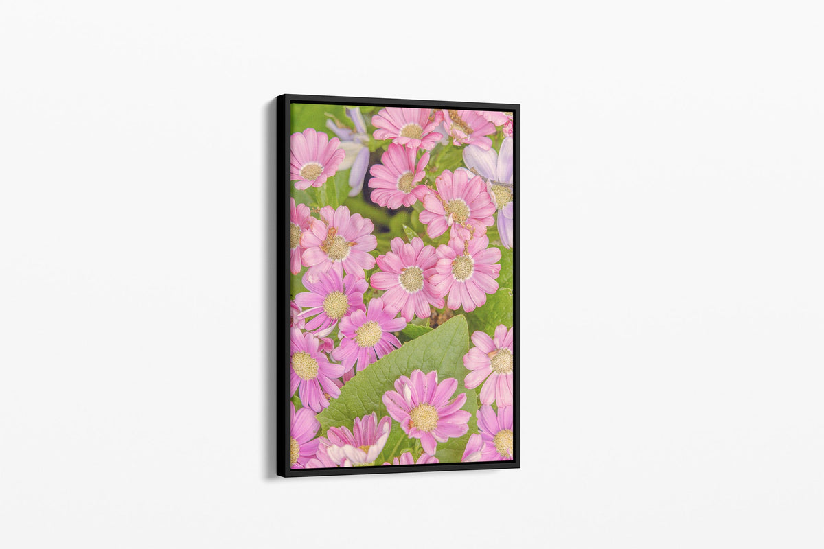 Pink daisy print shown as a canvas in a black float frame.
