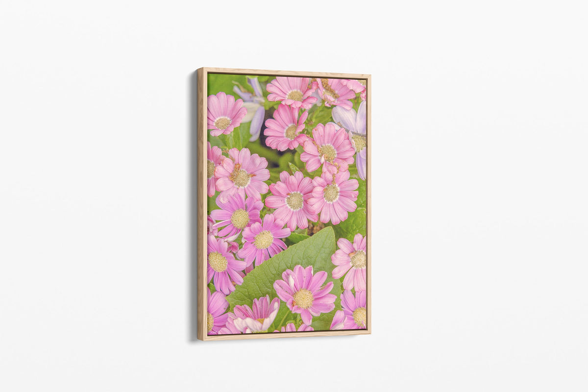Pink daisy print shown as a canvas in an oak float frame.