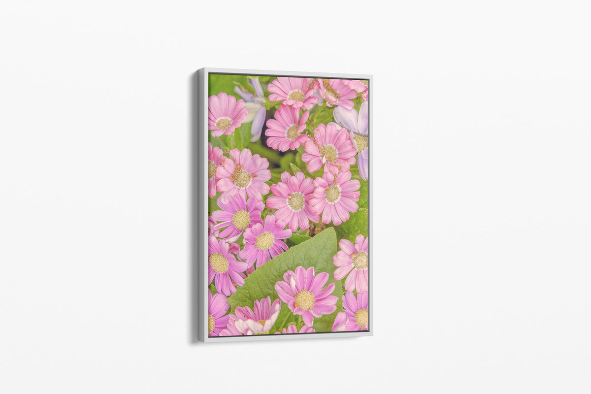 Pink daisy print shown as a canvas in a white float frame.