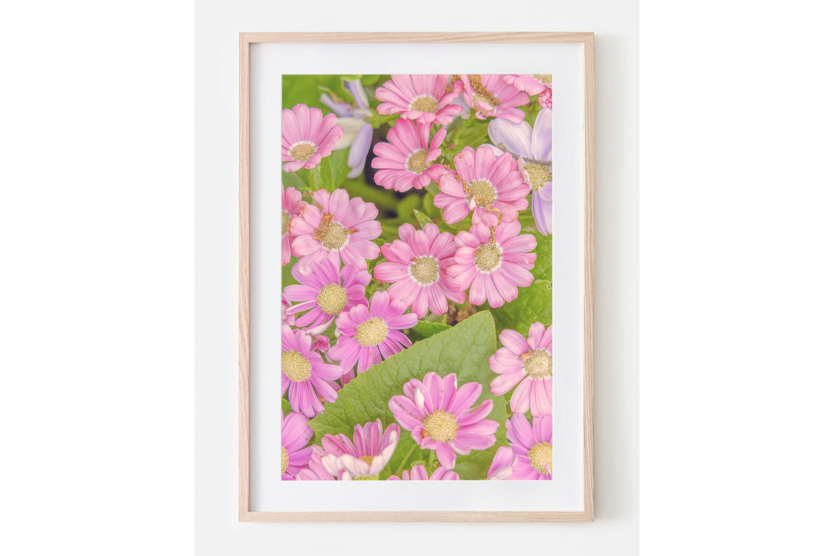 Pink daisy print shown framed in oak with a white mat.