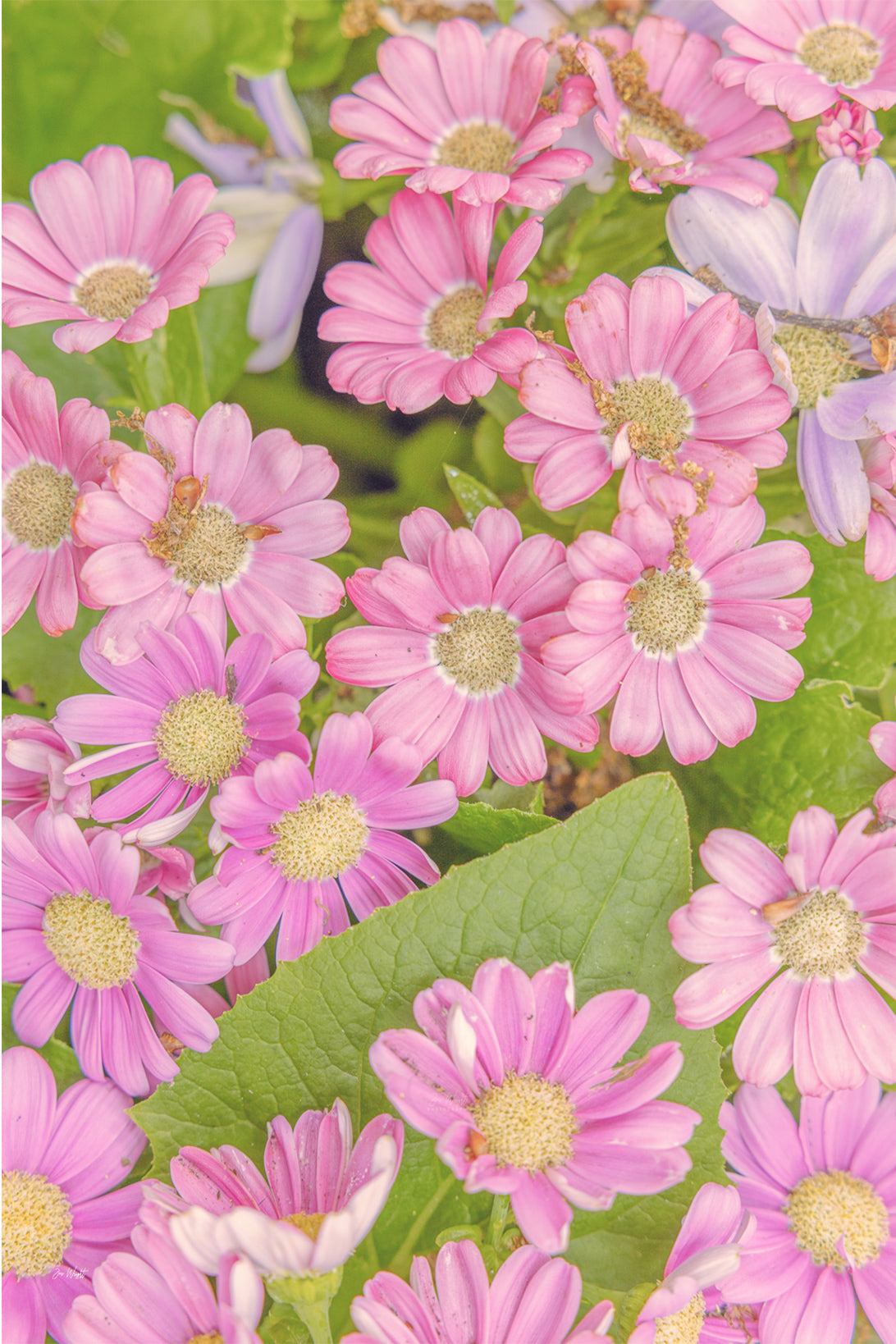 Pink daisy flowers with cream centres filling the frame among green leaves and pale lilac blooms, a floral wall print.