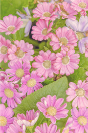 Pink daisy flowers with cream centres filling the frame among green leaves and pale lilac blooms, a floral wall print.