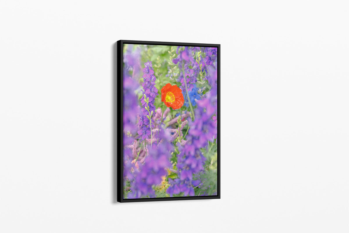 Poppy in larkspur print shown as a canvas in a black float frame.
