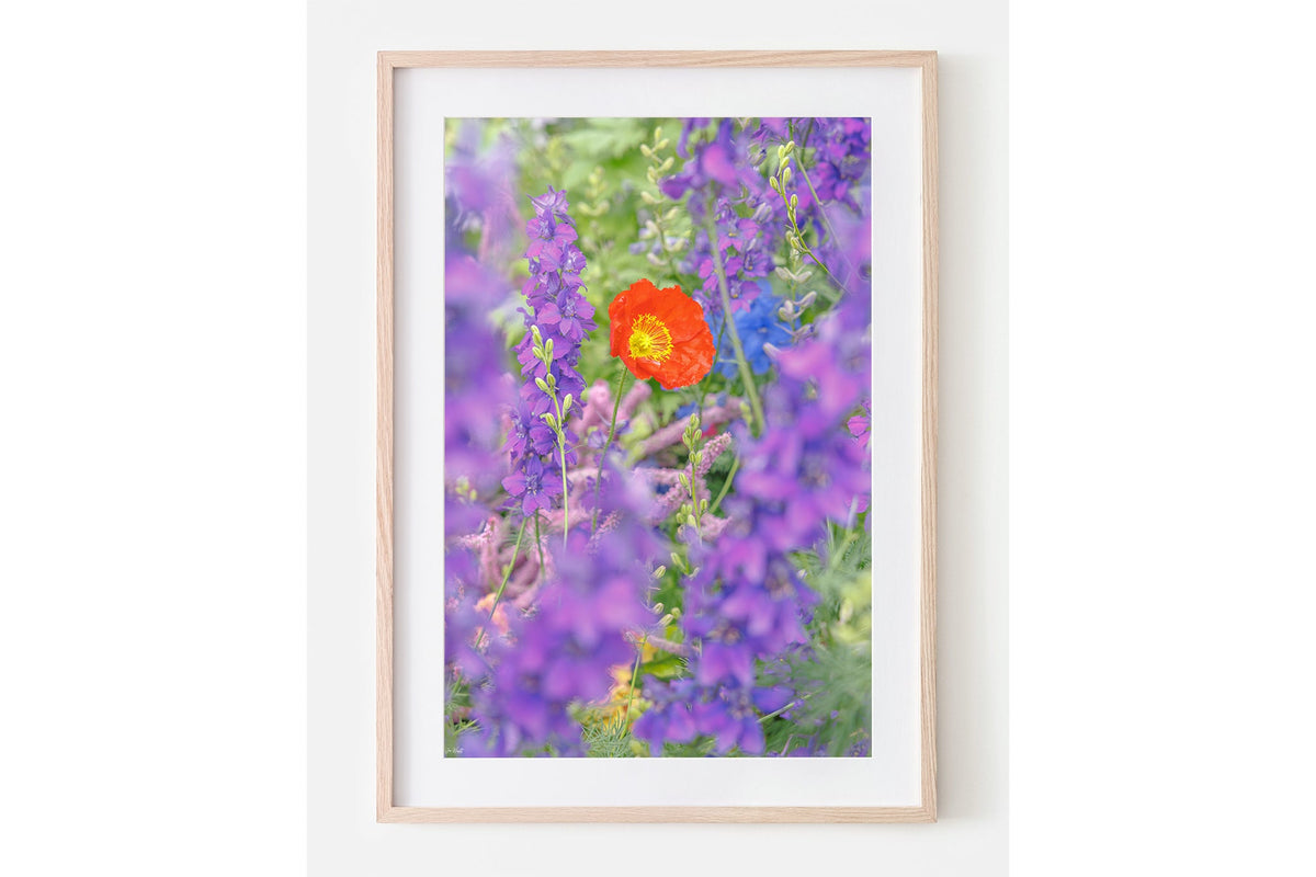 Poppy in larkspur print shown framed in oak with a white mat.