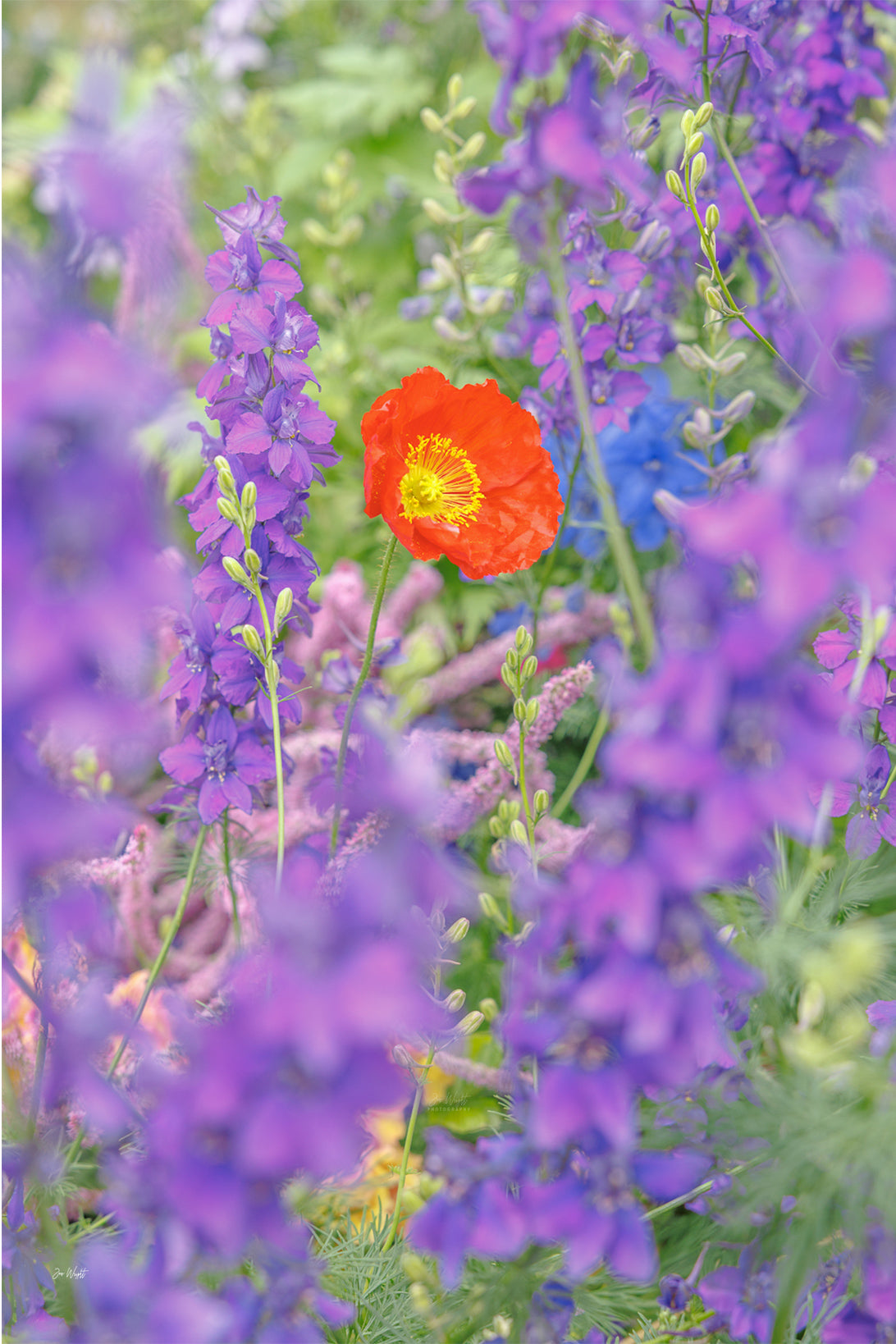 A red-orange poppy with yellow stamens framed by purple larkspur, pink spikes and a touch of blue, a floral wall print.