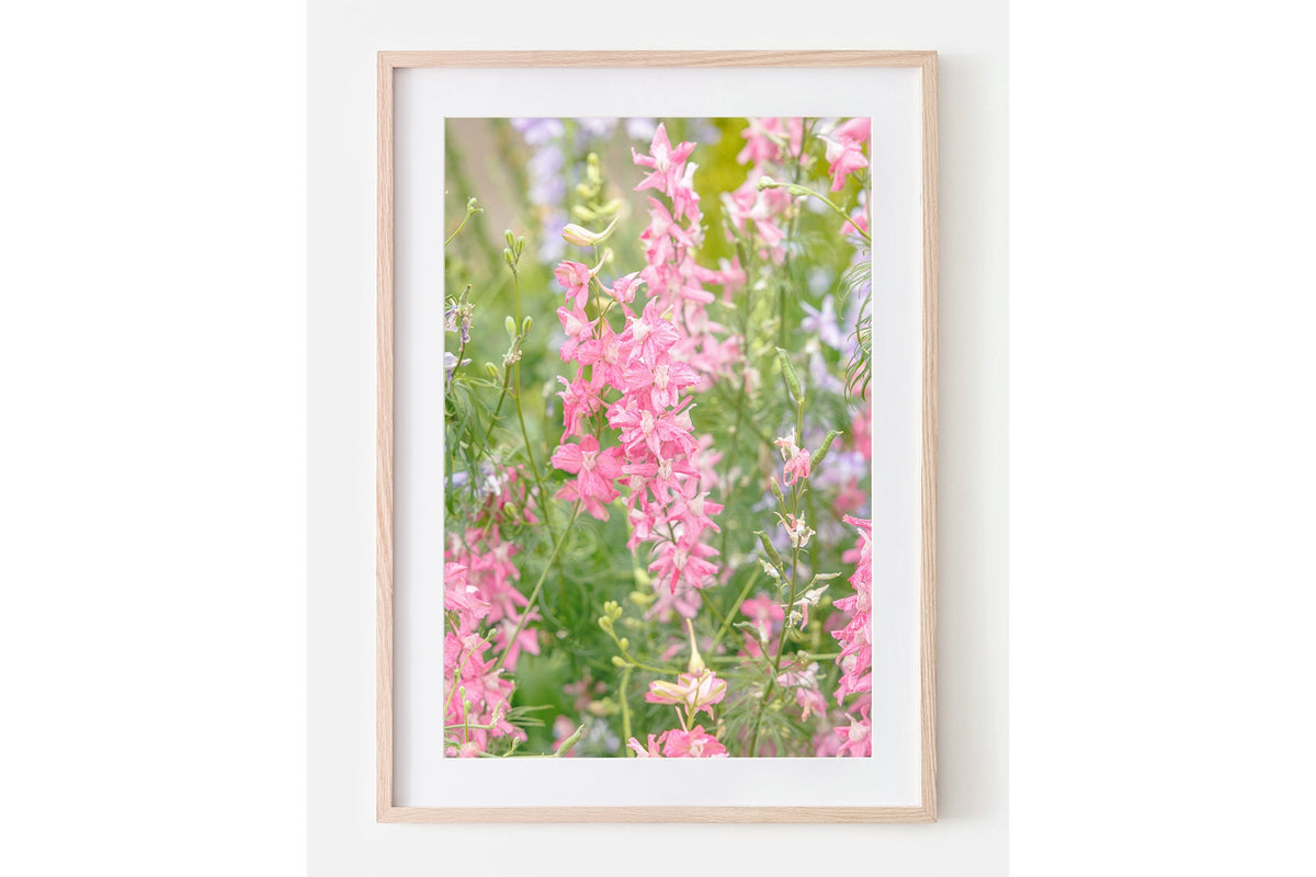 Pink larkspur print shown framed in oak with a white mat.