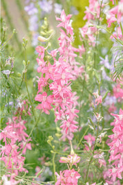 Pink larkspur flowers climbing a tall spire among fine green foliage and soft lilac tones, a floral wall print.