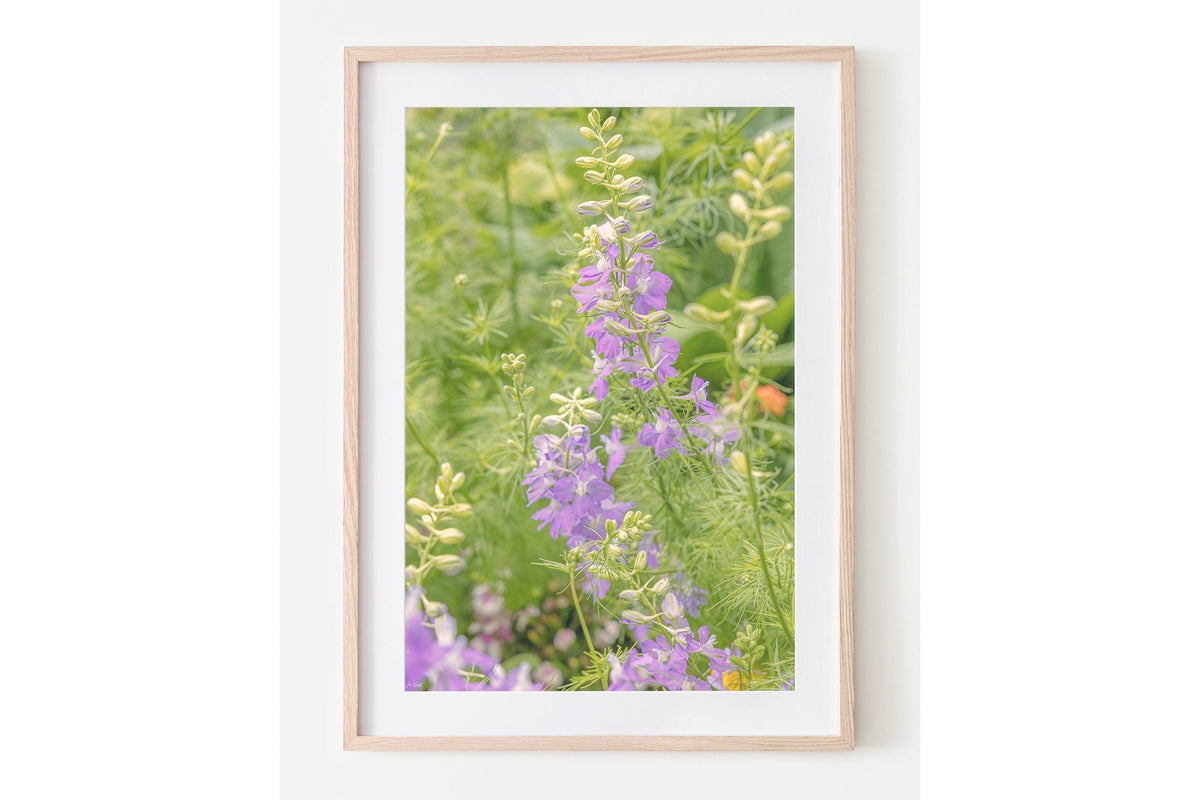 Lilac larkspur print shown framed in oak with a white mat.