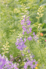 A lilac-purple larkspur spire with pale buds rising from fine feathery green foliage, a floral wall print.
