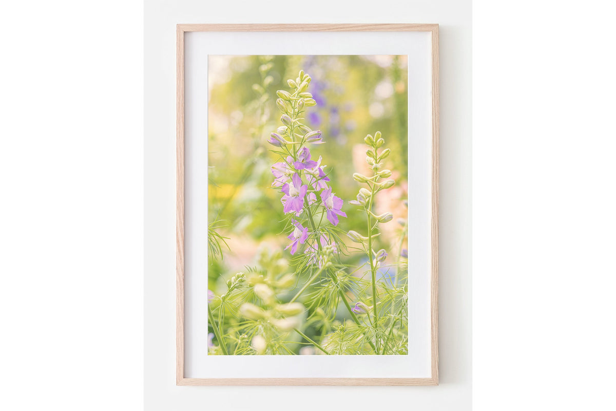 Glowing larkspur print shown framed in oak with a white mat.