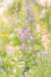 A lilac larkspur spike with open flowers and buds against glowing yellow-green and peach bokeh, a floral wall print.