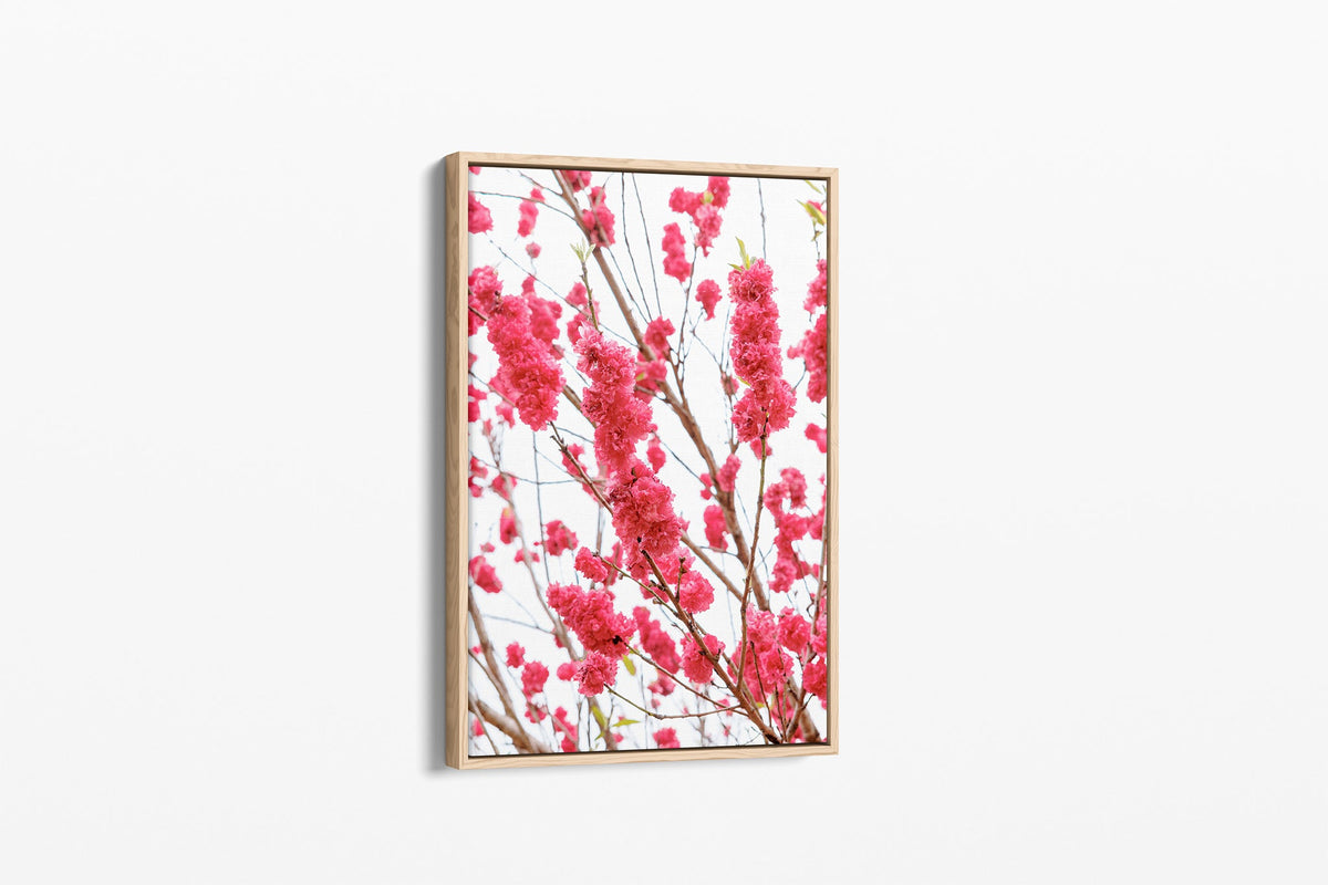 Crimson blossom print shown as a canvas in an oak float frame.