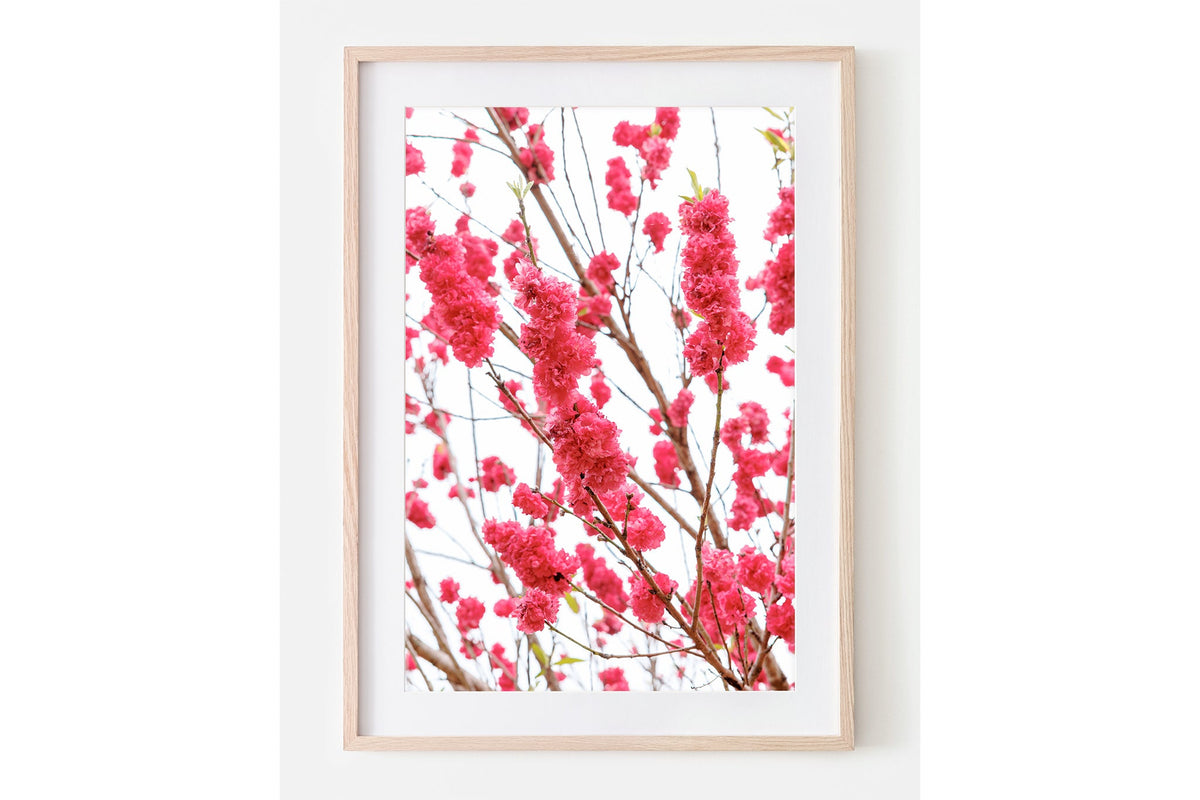 Crimson blossom print shown framed in oak with a white mat.