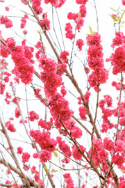 Clusters of ruffled crimson-pink double blossoms on bare branches against a pale white sky, a floral wall print.