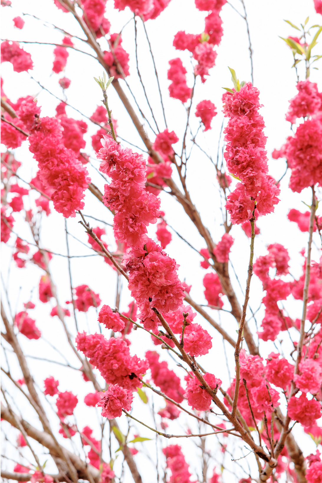Clusters of ruffled crimson-pink double blossoms on bare branches against a pale white sky, a floral wall print.