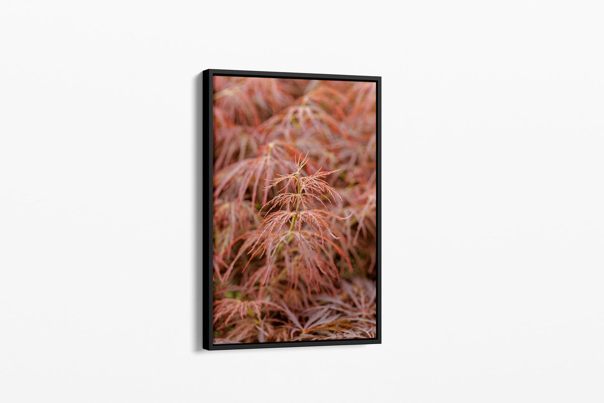 Japanese maple print shown as a canvas in a black float frame.