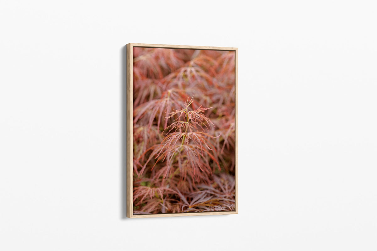 Japanese maple print shown as a canvas in an oak float frame.